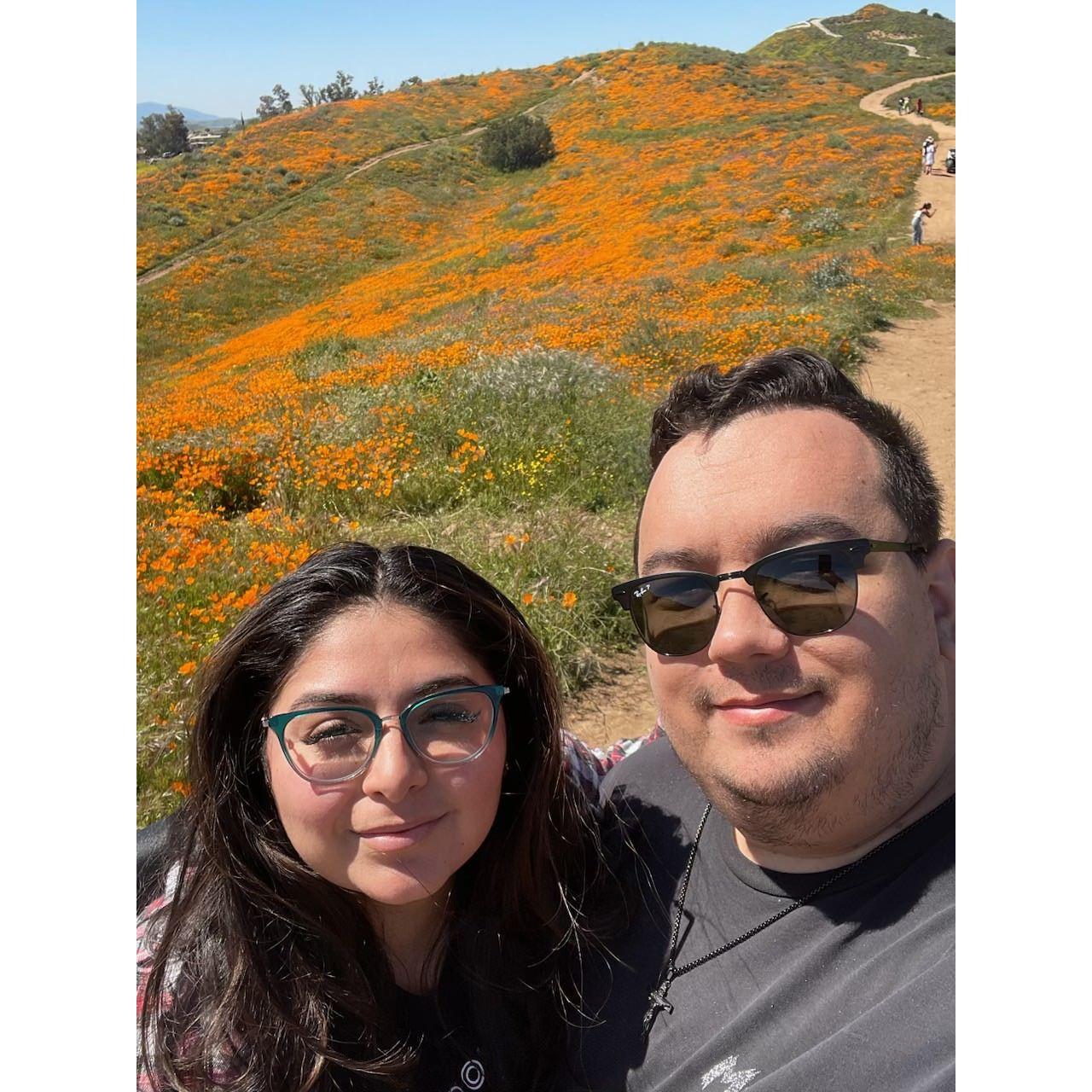 Chasing poppies