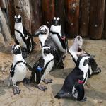 Columbian Park Zoo