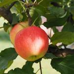 Windy Hill Orchard