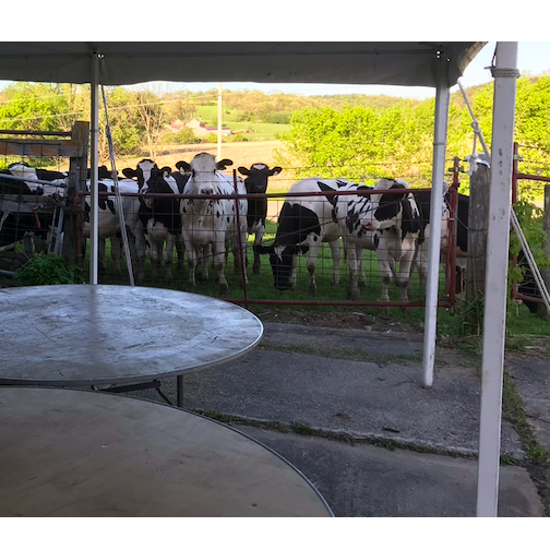 Cows trying to crash the WI engagement party