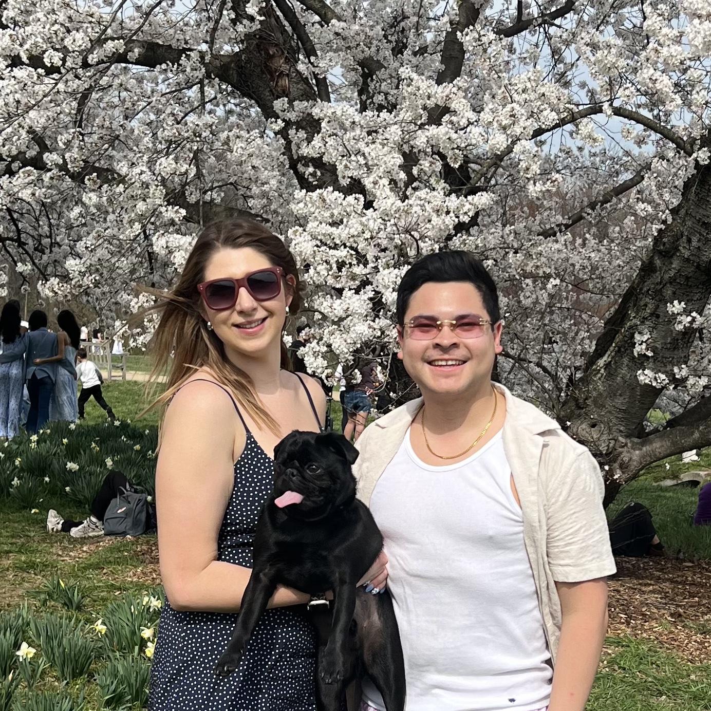 DC Cherry Blossoms (Spring 2025)