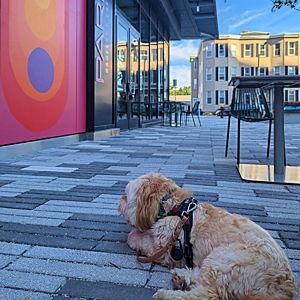 Weekend Trip Dog Sitter