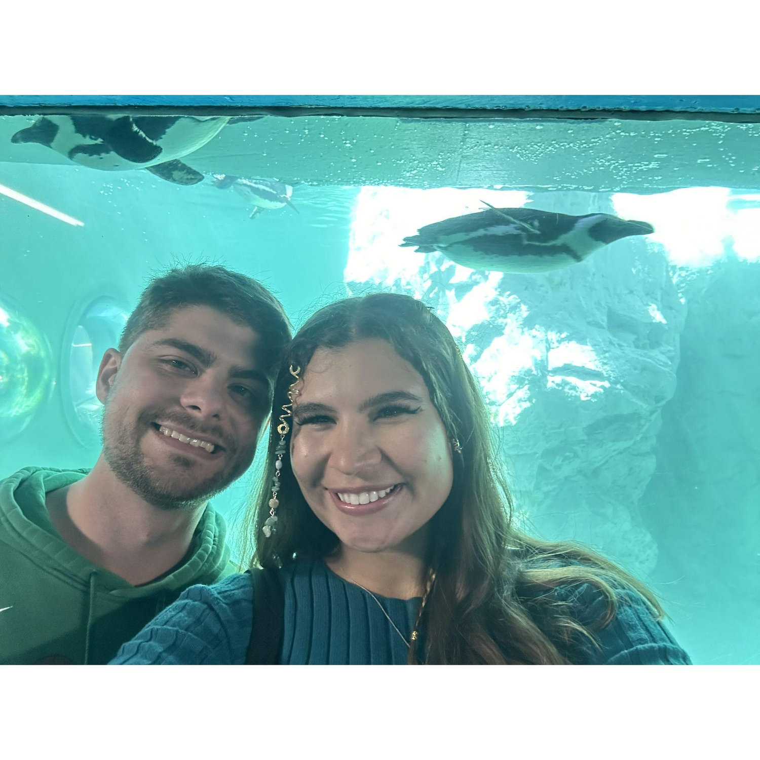 Penguins at Mystic Aquarium