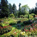 International Rose Test Garden