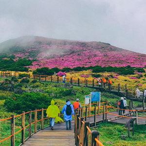 Our Honeymoon Fund to Jeju Island!