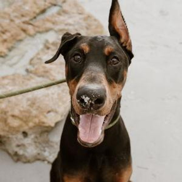 Pet Hotel For Our Honeymoon