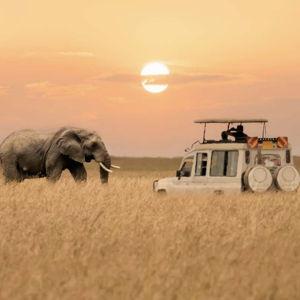 Safari Honeymoon Fund (Venmo)