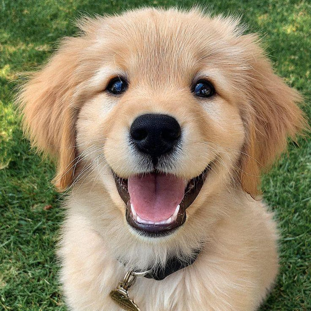 Dog Fund