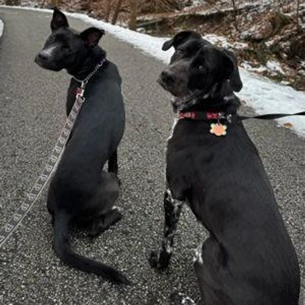 Fido Fund
