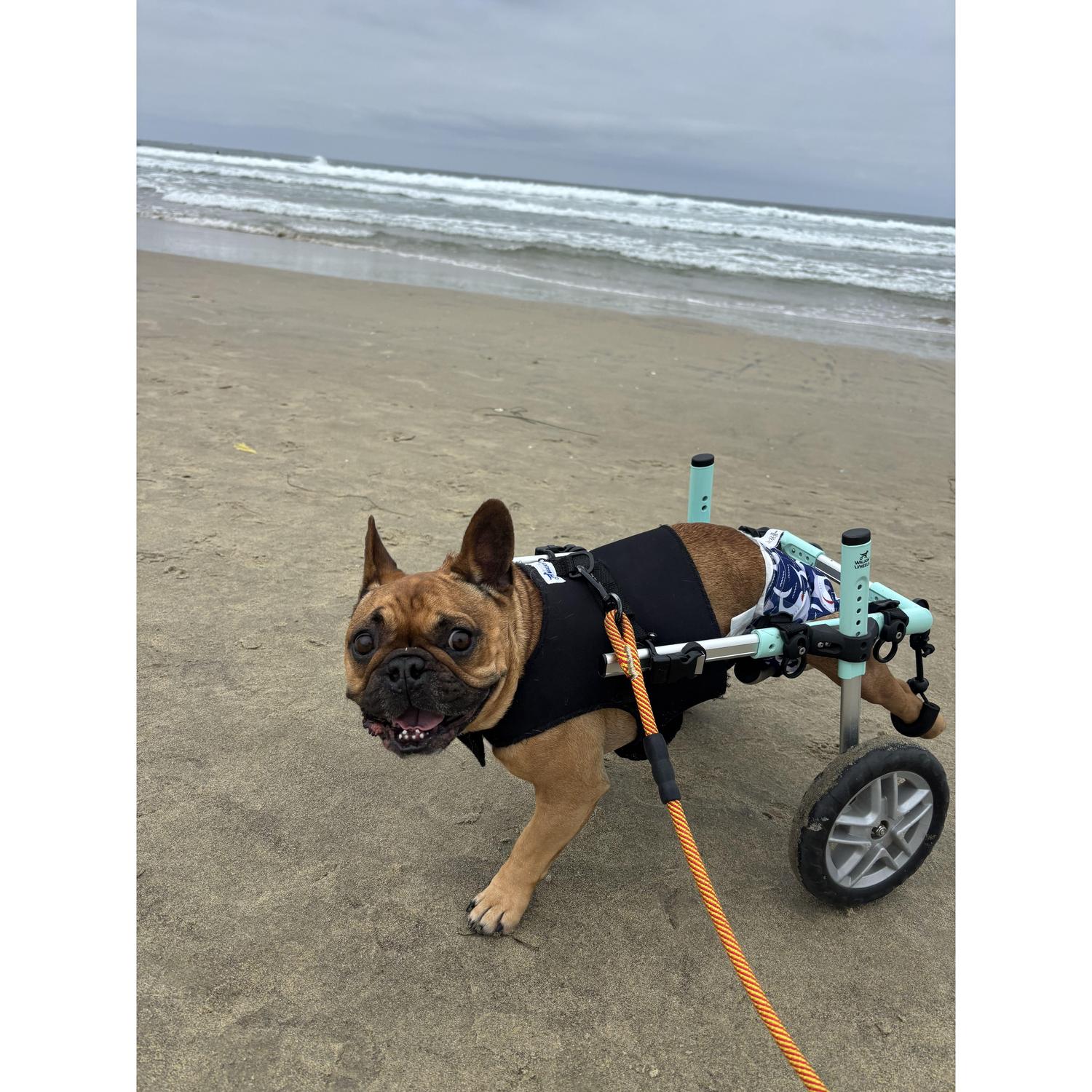 Finn’s first time at the beach!
