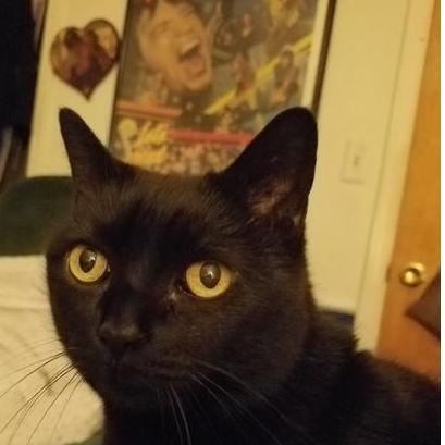Tiko the Cat