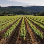 READ: How to Plan a  Napa valley Day Trip
