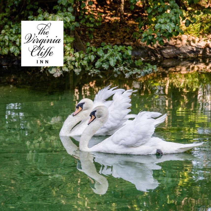 The swans at our venue!