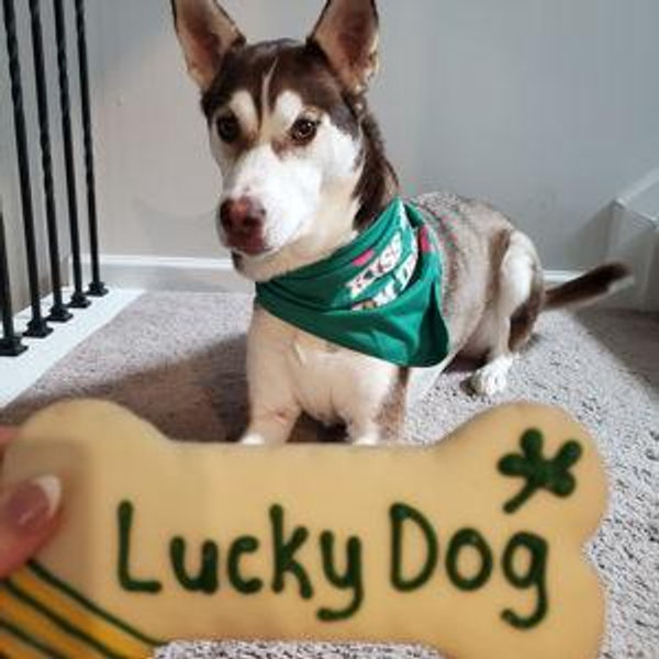 Year's Supply Of Pet Treats