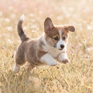 Puppy Fund