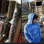 Fort Fisher Suri Alpacas