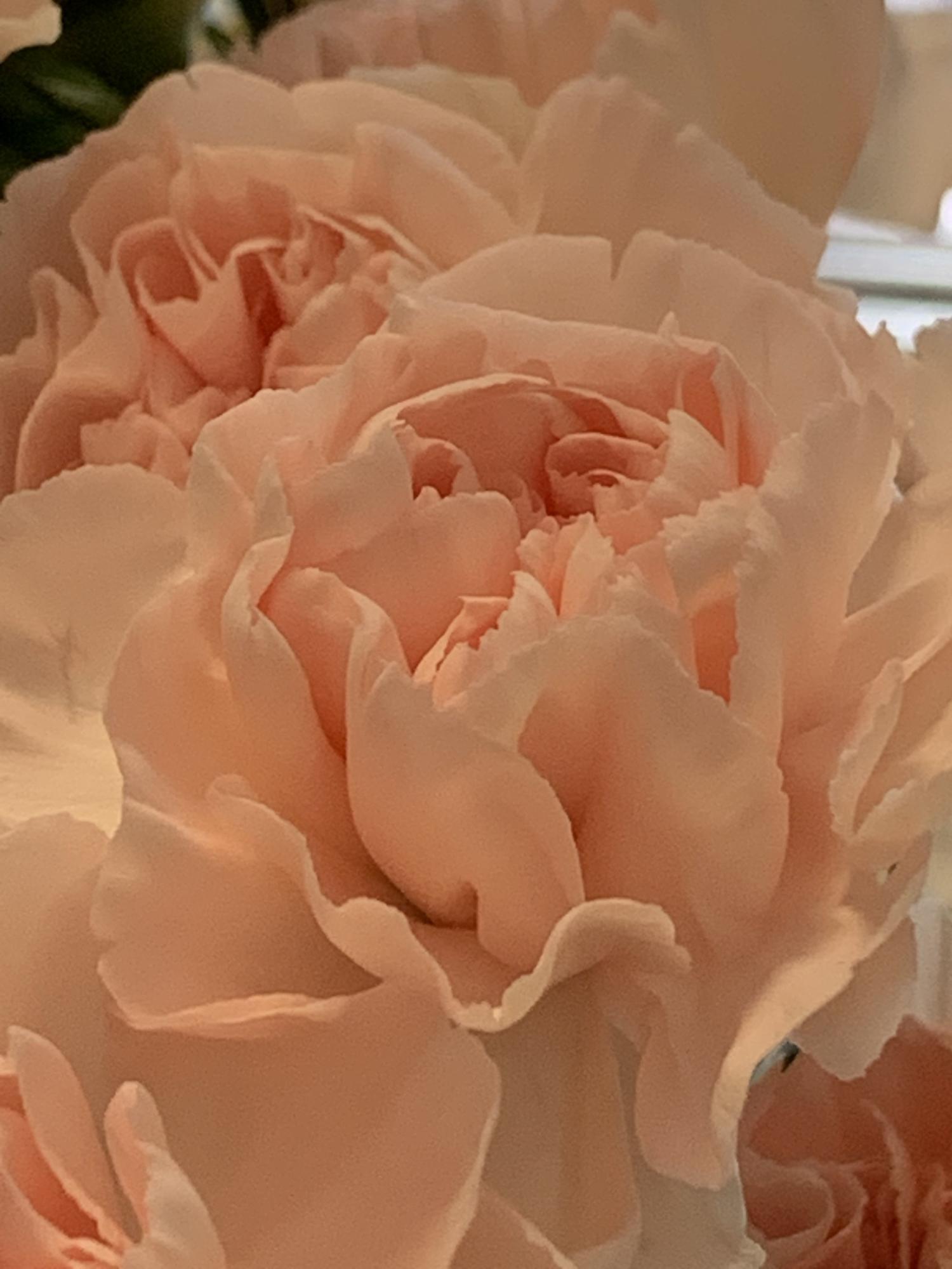 Ruffled soft peach carnations from Blooms by the Box™