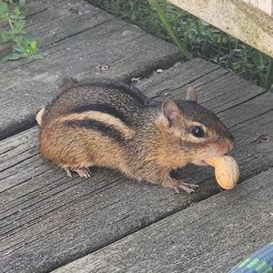 Unsalted raw peanuts for chipmunks