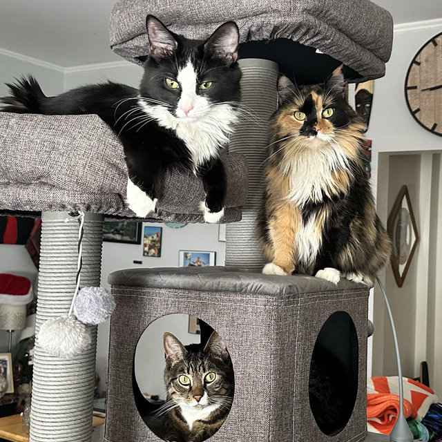 Kitty fund