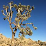 Joshua Tree National Park
