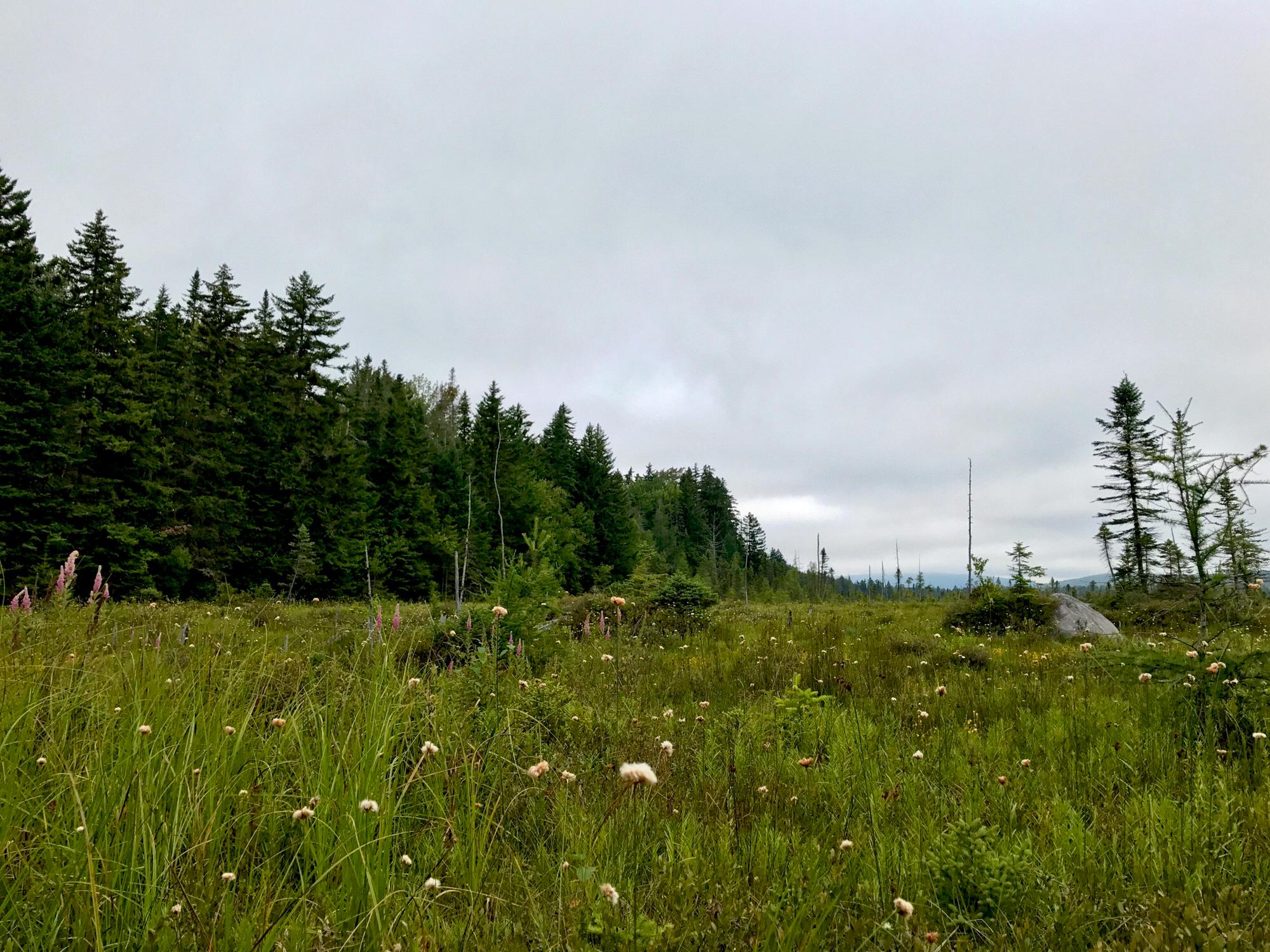 Peacham Bog, VT