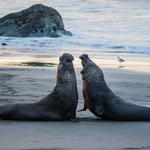 Elephant Seal Vista Point
