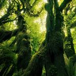 Hoh Rain Forest