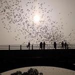 Austin Bat Tours