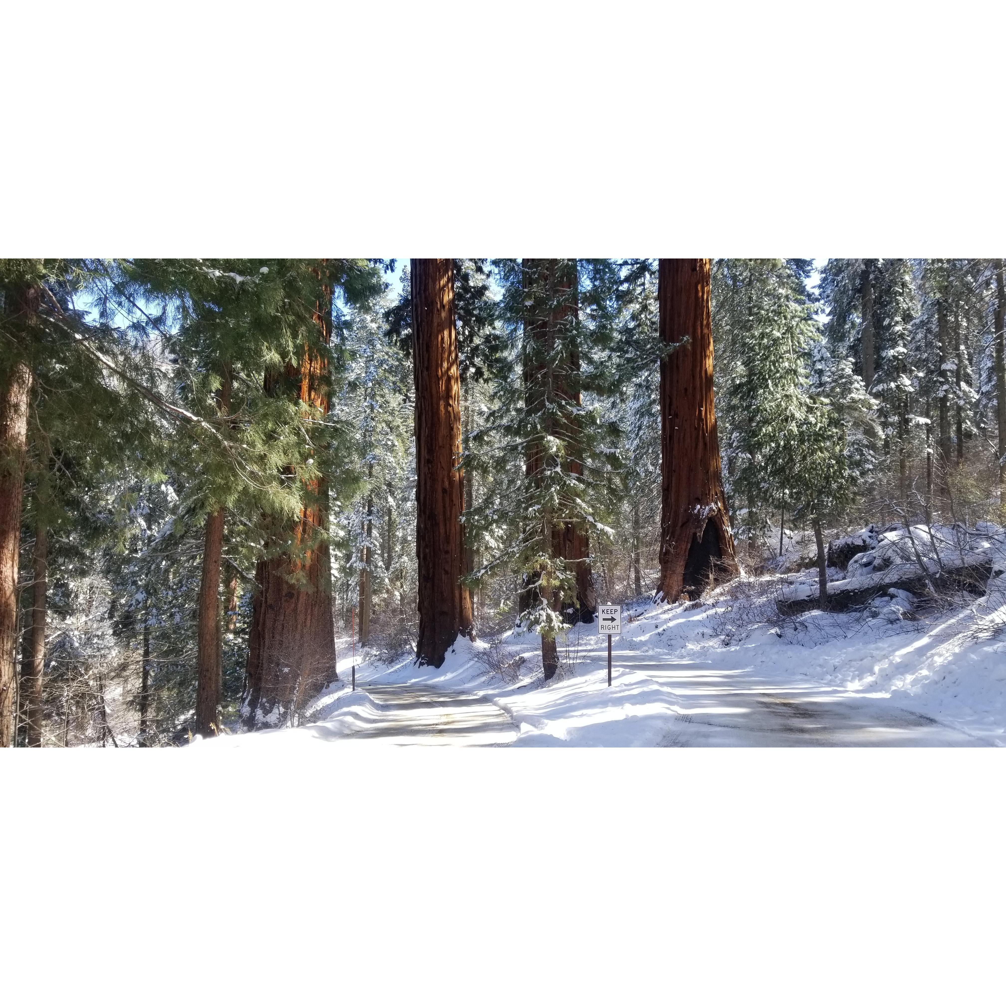 Sentinel Trees - March 2021. Gatekeepers to the Giant Forest.