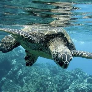 Private Snorkeling Tour With Sea Turtles