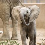 Omaha's Henry Doorly Zoo and Aquarium