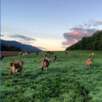 Cricket Creek Farm