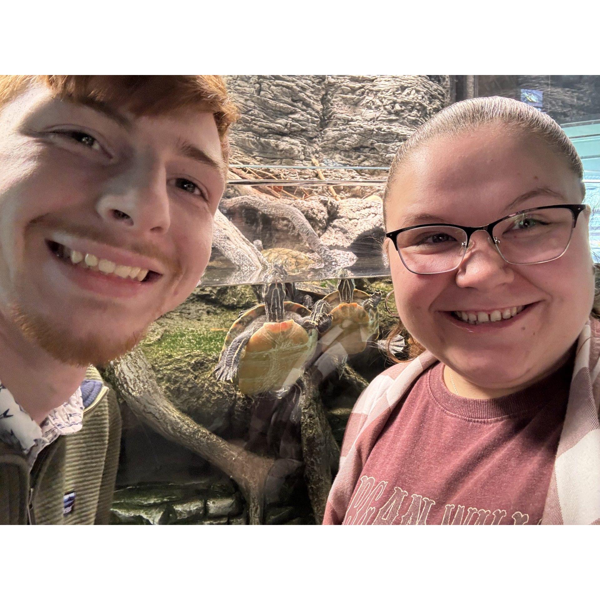 Turtles! March 2025