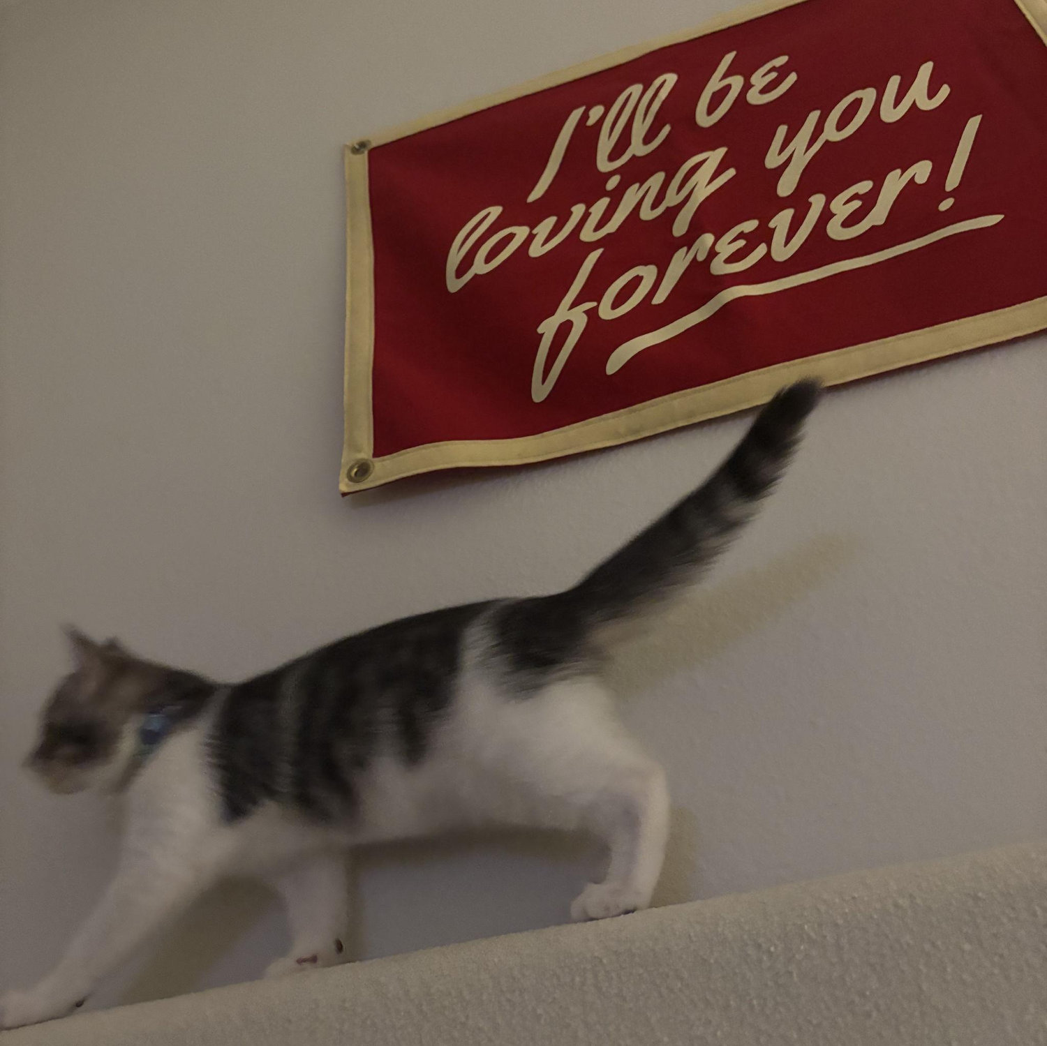Featuring our new kitten Rio