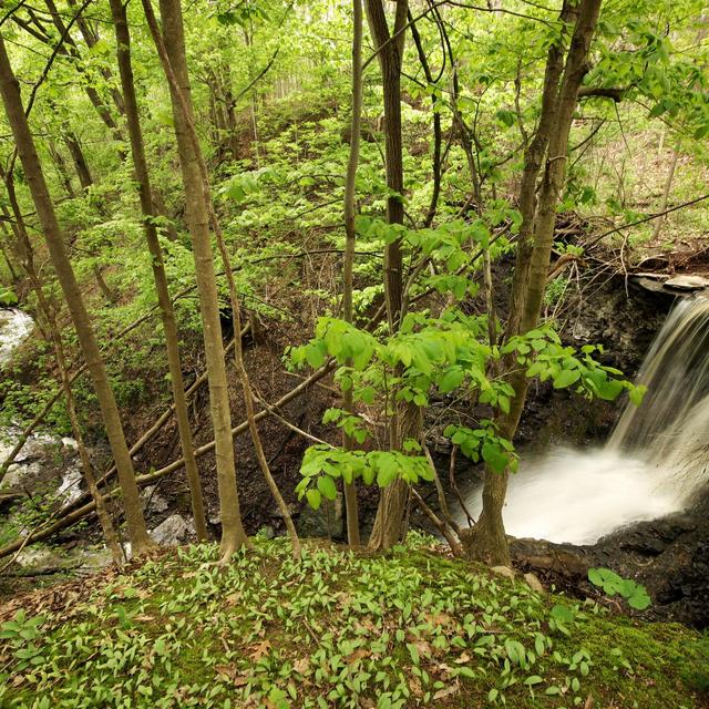Donation to the Genesee Valley Conservancy