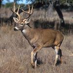 North Deer Mountain Trail