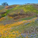 North Table Mountain Ecological Reserve