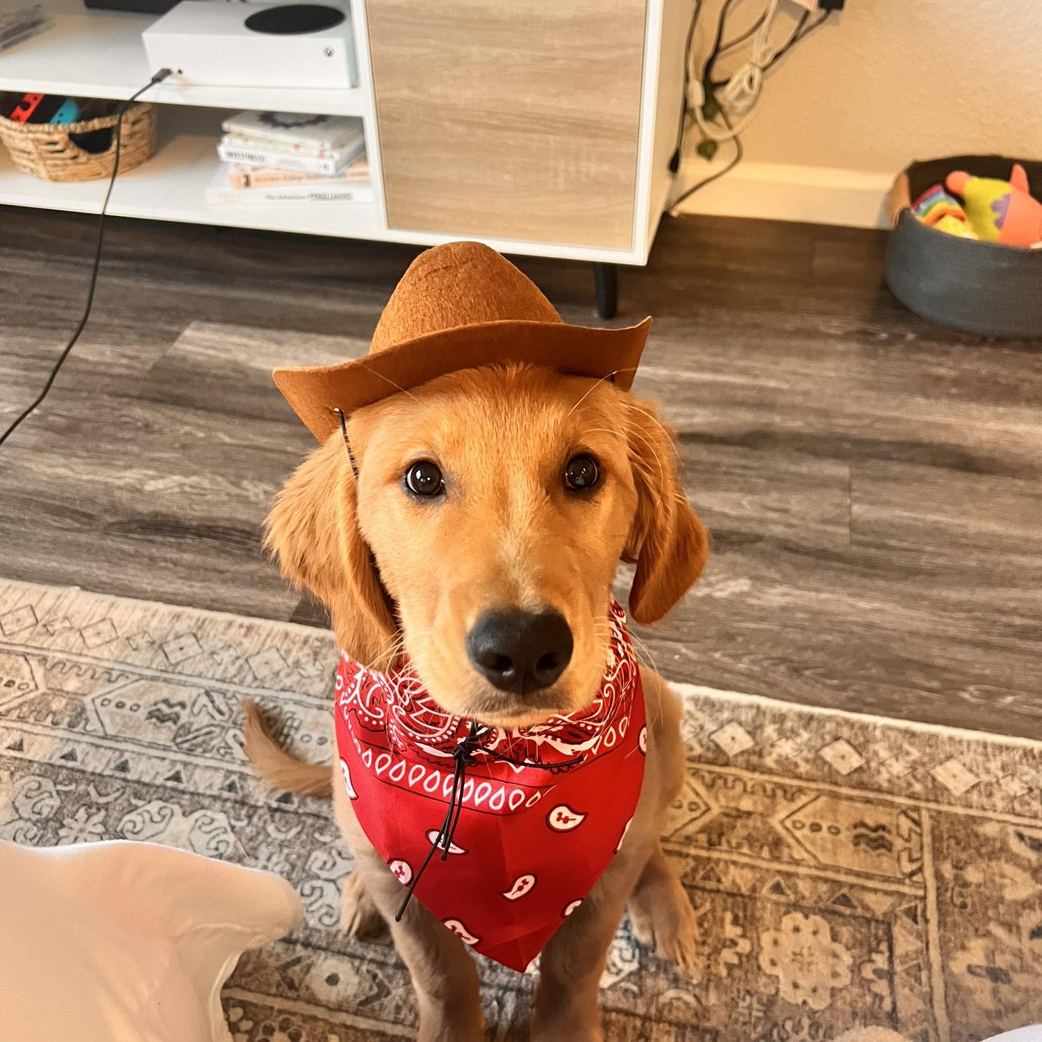 Our fur baby - Obi <3 - 2024