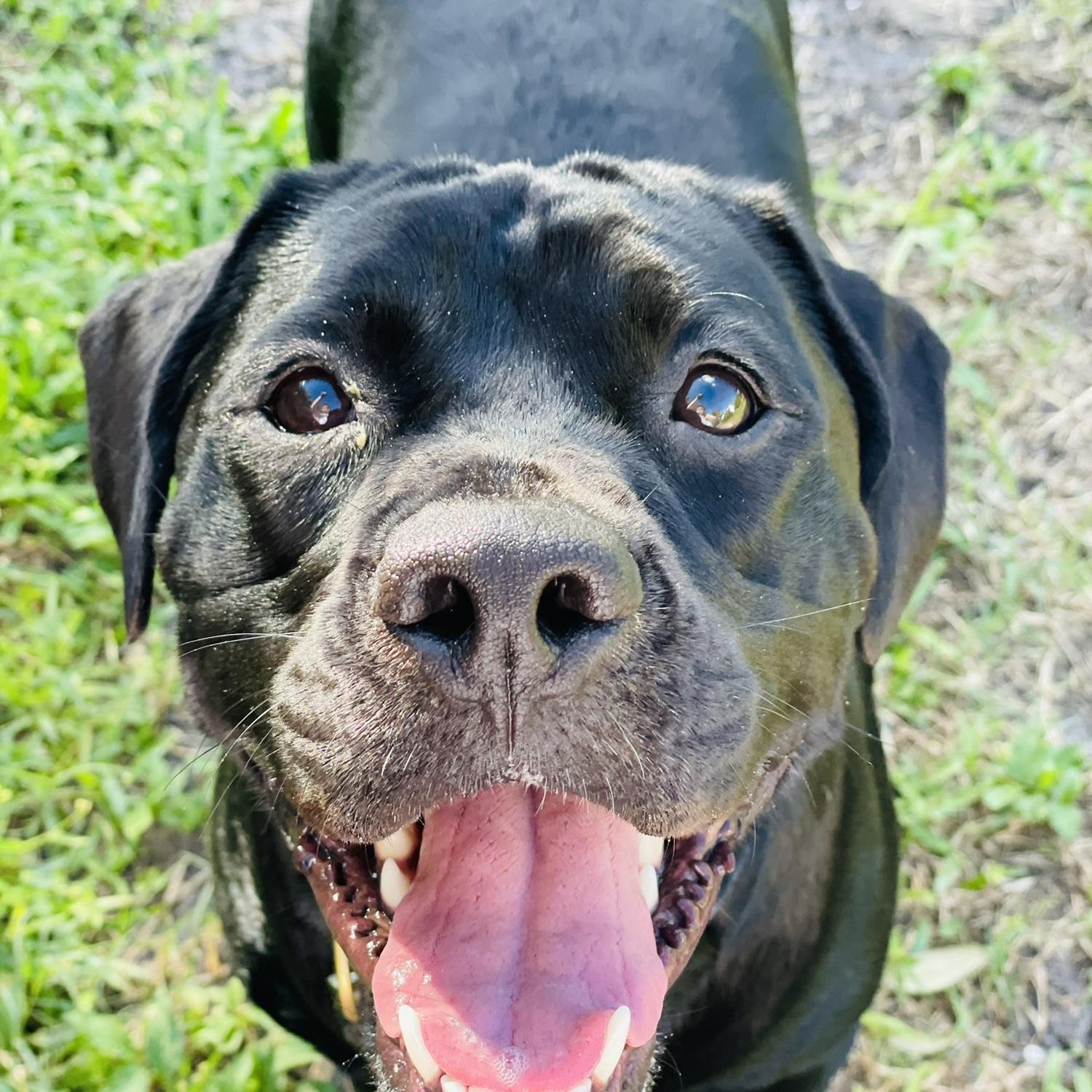 Dutch, Katherine’s beloved rescue.