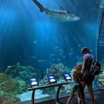 Shedd Aquarium
