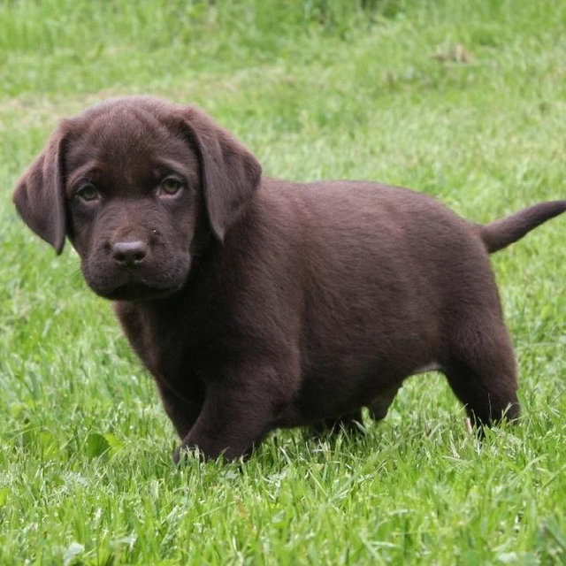 Duck Dog Fund