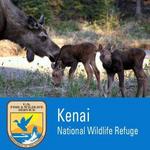 Kenai National Wildlife Refuge
