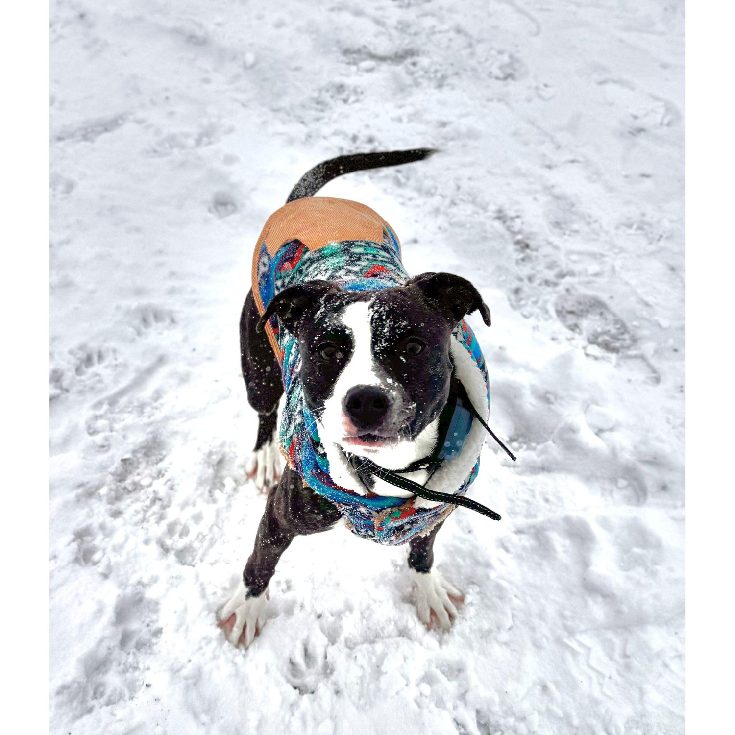 Just one more picture of our Willa Demon! She may be crazy but she's also the prettiest gal ever and we love this picture of her ♥