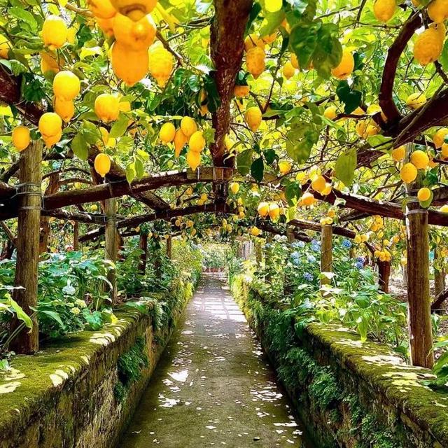 Sorrento Tasting Tour