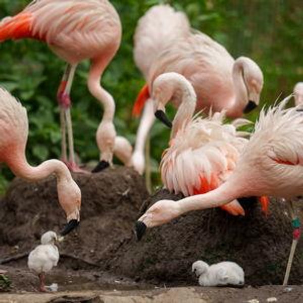 Flamingo Encounter at Tracy Aviary