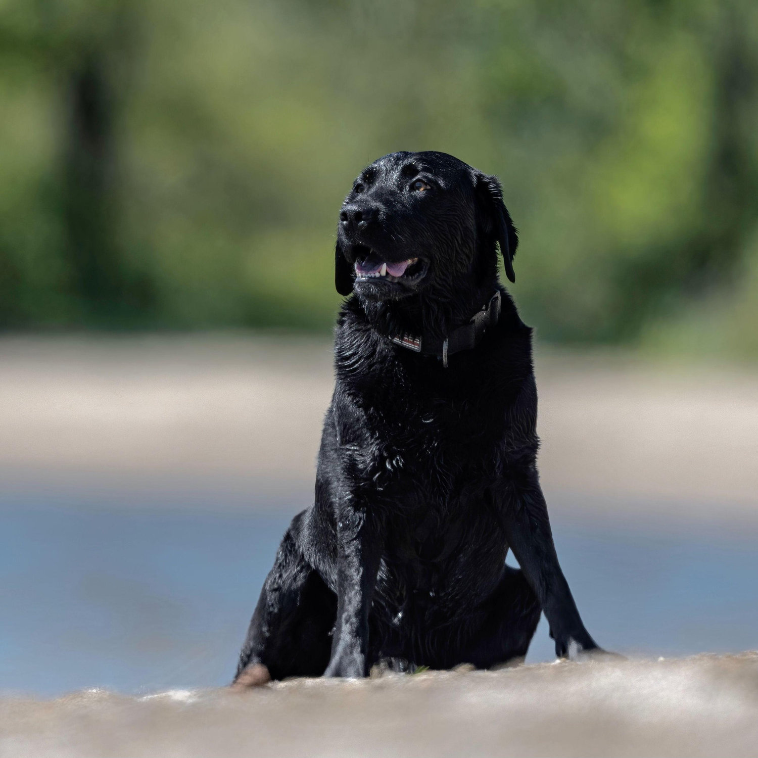 The absolute best dog