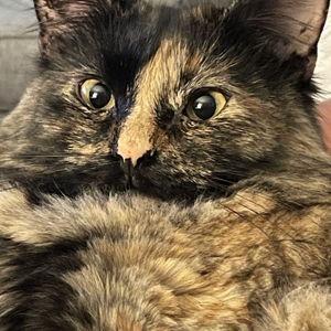 Buy Mitzi a treat