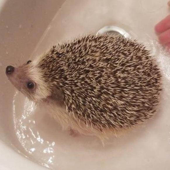 May 2016 - Hannah and Harrison adopt a hedgehog named Sheep