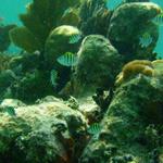 John Pennekamp Coral Reef State Park