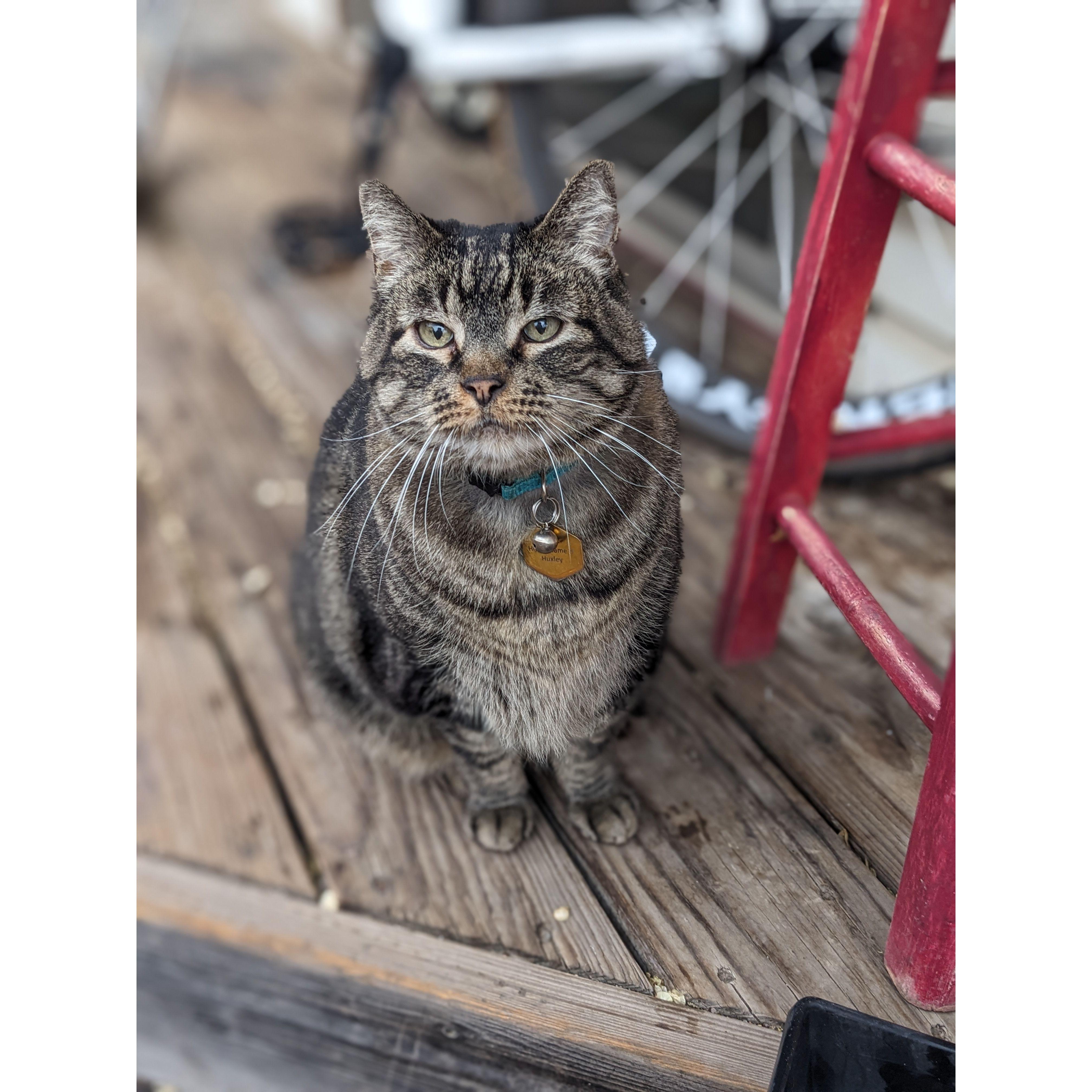 This is our cat Huxley.